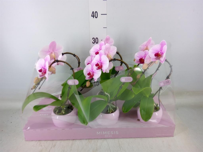 <h4>Phalaenopsis   ...rose</h4>