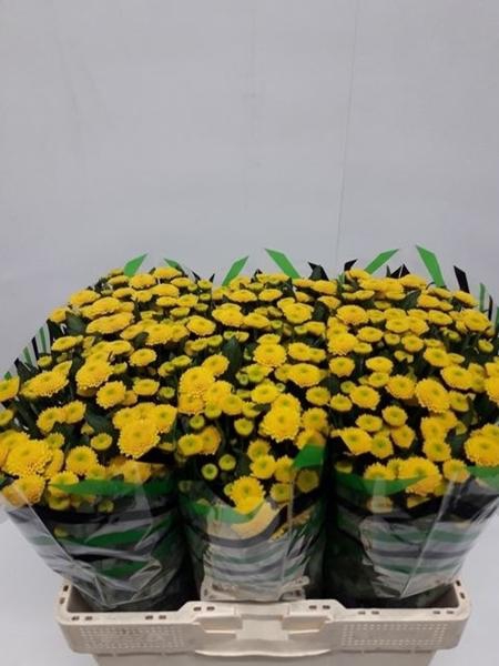 <h4>CHR SAN AURINKO</h4>