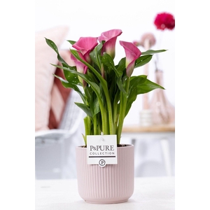 Zantedeschia pink in P&PURE Sophie ceramics pink