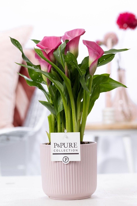 <h4>Zantedeschia pink in P&PURE Sophie ceramics pink</h4>