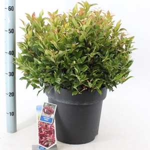Leucothoe axillaris Zeblid