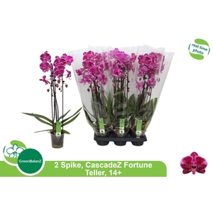 PHAL EL CASCADE