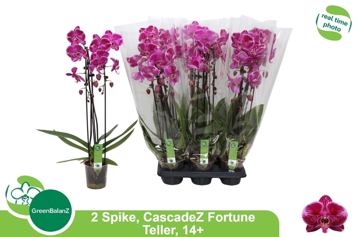 <h4>PHAL EL CASCADE</h4>