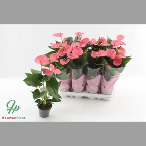 ANTHU AN SWEET DREAM