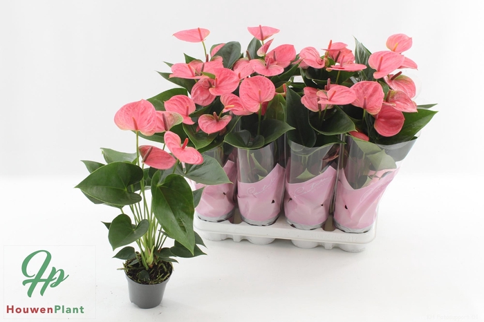 <h4>ANTHU AN SWEET DREAM</h4>