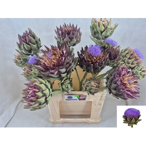 Cynara Sc Green Glob Vertakt