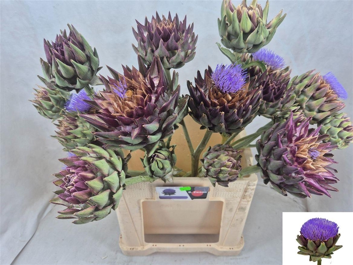 <h4>Cynara Sc Green Glob Vertakt</h4>