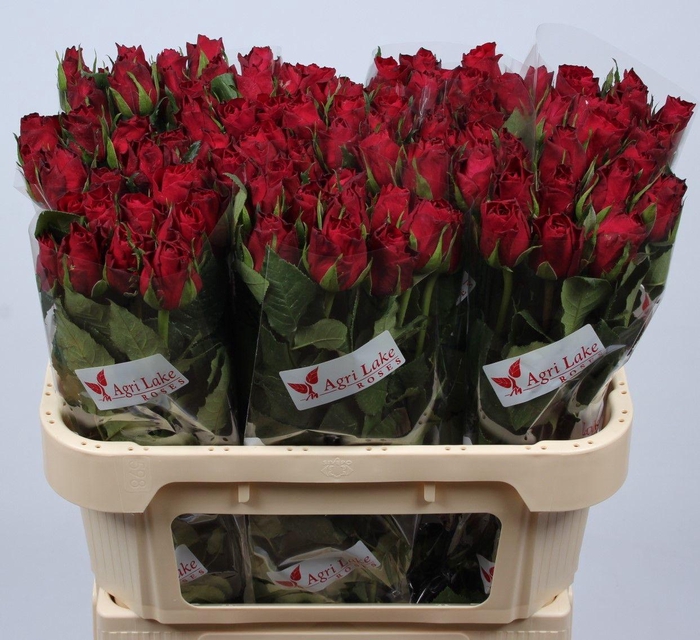 <h4>R GR MADAM RED</h4>