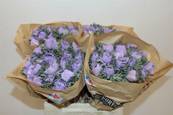 <h4>Anem Marianne Powder Lavender</h4>