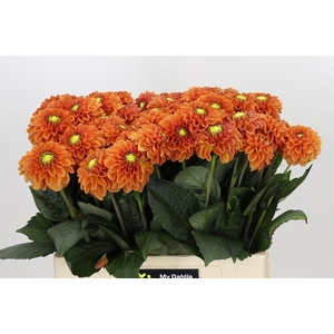 Dahlia Bright Orange