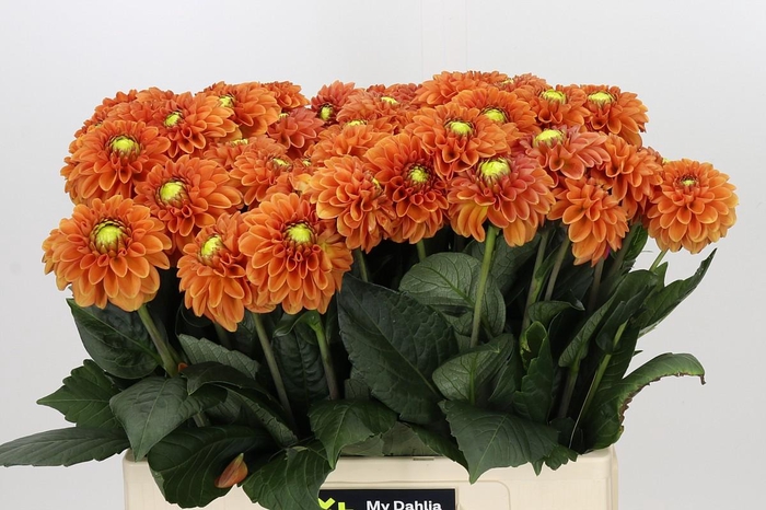 <h4>Dahlia Bright Orange</h4>
