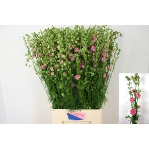 Consolida Q Rose 90cm