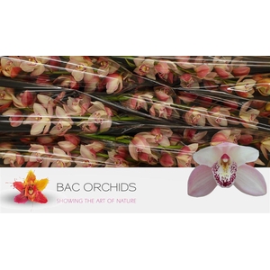 Cymb T Summer Magic Pink