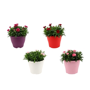 Hello Spring Dianthus Oscar in 19 cm Terras pot gemengd