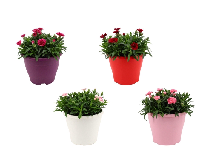 <h4>Hello Spring Dianthus Oscar in 19 cm Terras pot gemengd</h4>