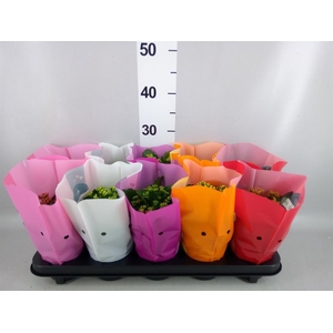 Kalanchoe blos. 'Perfecta'  ..mix 5