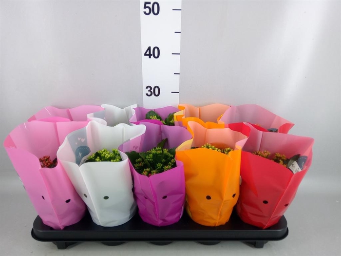 <h4>Kalanchoe blos. 'Perfecta'  ..mix 5</h4>