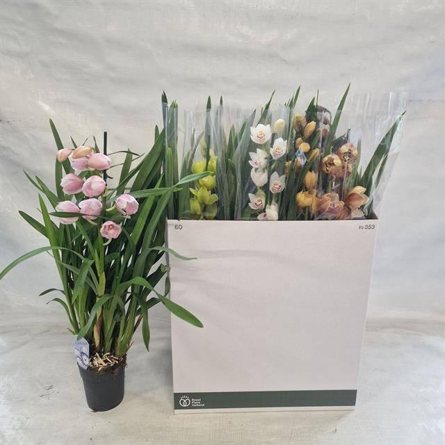 <h4>CYMB GEMENGD</h4>