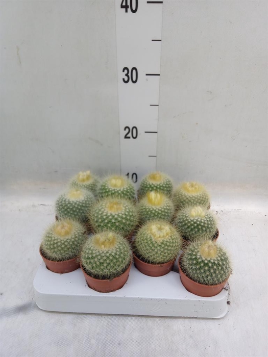 <h4>Cactus   ...</h4>