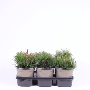 Pinus mugo subsp. mugo