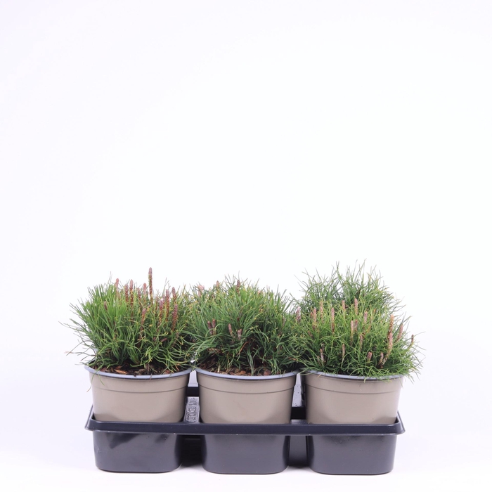 <h4>Pinus mugo subsp. mugo</h4>