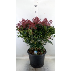 Skimmia jap. 'Rubella'