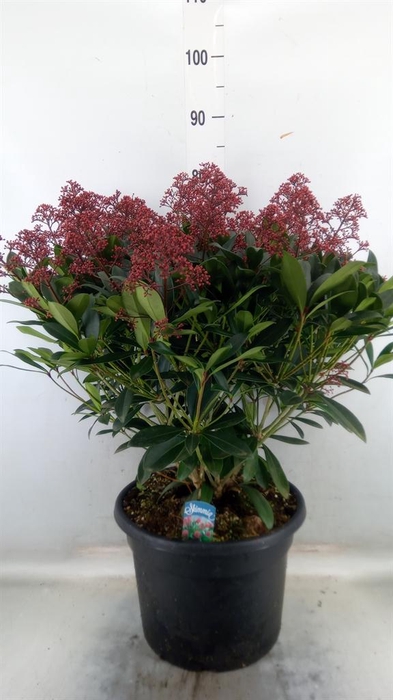 <h4>Skimmia jap. 'Rubella'</h4>