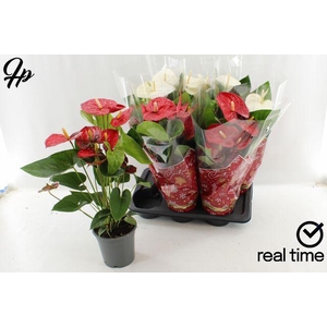 ANTHURIUM XMAS MIX P17