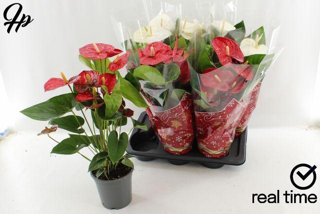 <h4>ANTHURIUM XMAS MIX P17</h4>