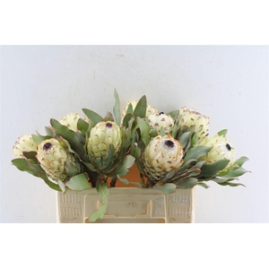 Protea M Ice Queen