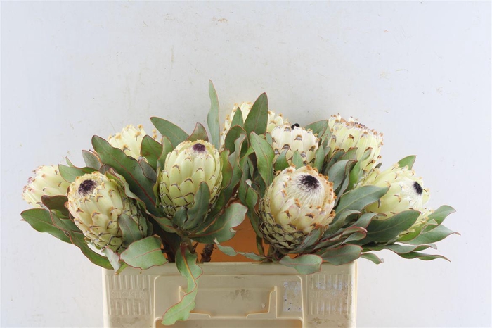 <h4>Protea M Ice Queen</h4>