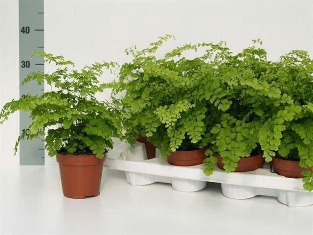 <h4>Adiantum Fragrans</h4>