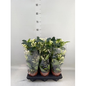 Stephanotis floribunda   ...