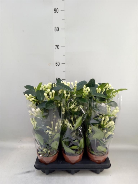 <h4>Stephanotis floribunda   ...</h4>