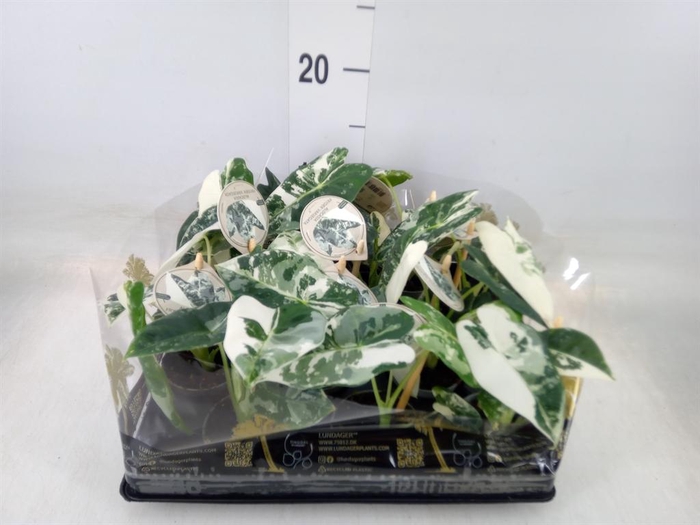 <h4>Alocasia   ...</h4>