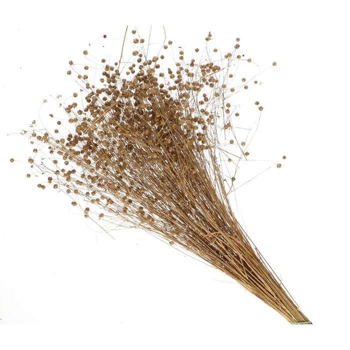 <h4>Droogbloem Lino/vlas 60cm</h4>