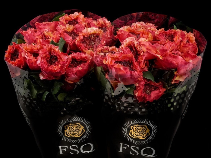 <h4>R GR Carnivore</h4>