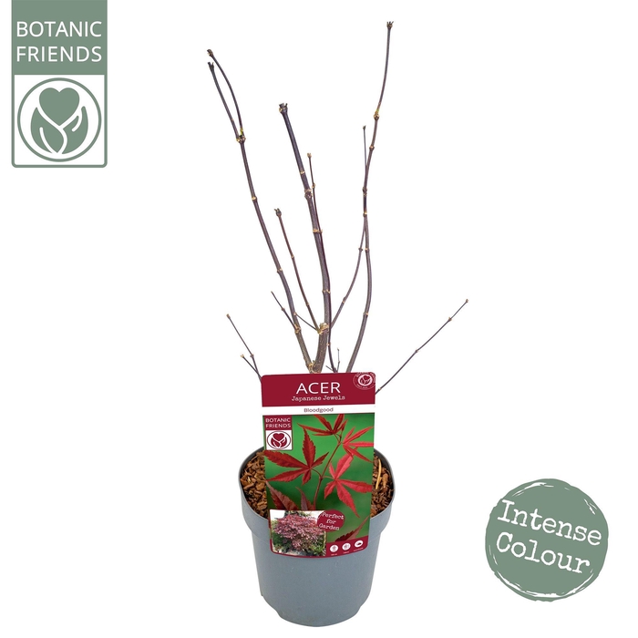 <h4>Acer palm. 'Bloodgood'</h4>