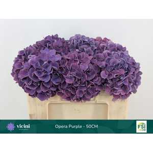 Hydr Opera Purple 50 cm Vicini