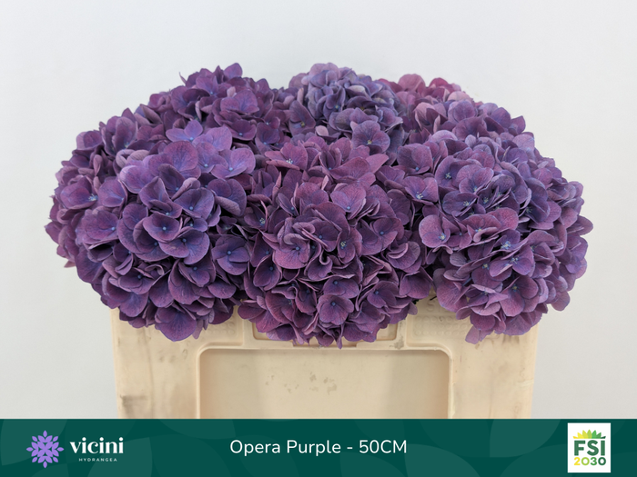 <h4>Hydr Opera Purple 50 cm Vicini</h4>
