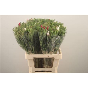 Clarkia Am Gr Mixed In The Bunch