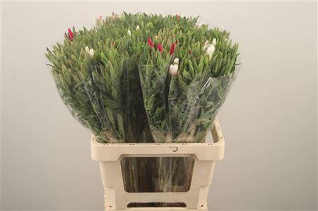 <h4>Clarkia Am Gr Mixed In The Bunch</h4>