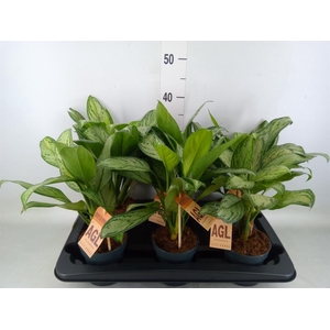 Aglaonema  'Maria Christina'