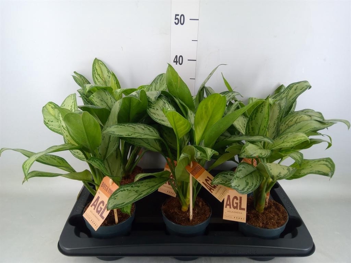 <h4>Aglaonema  'Maria Christina'</h4>