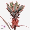 Ananas medium