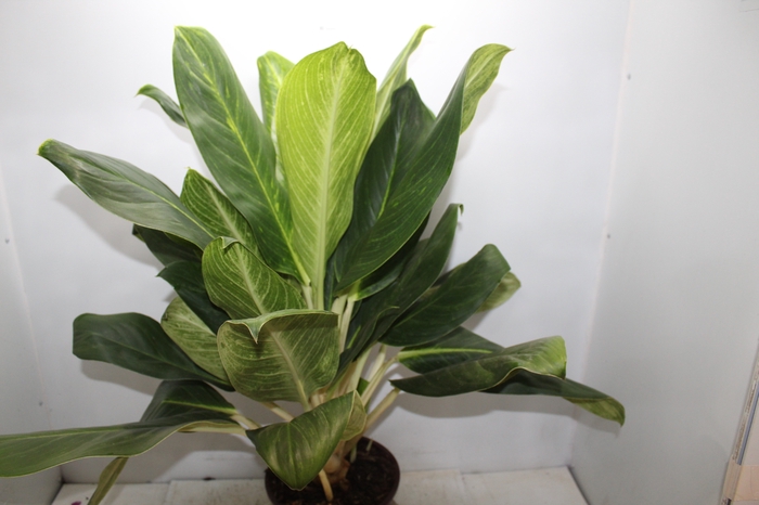 <h4>AGLAONEMA QUEEN P23</h4>