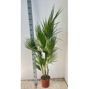 WASHINGTONIA