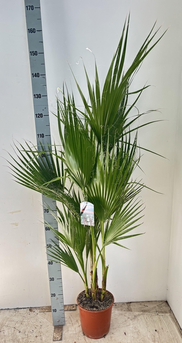 <h4>WASHINGTONIA</h4>