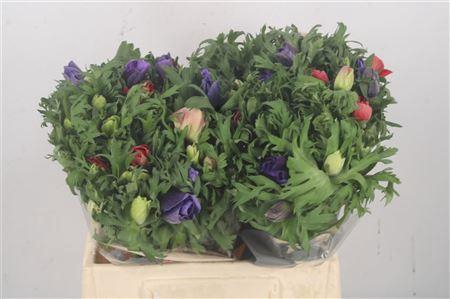 <h4>Anemone Fr. Mixed In Bunch</h4>