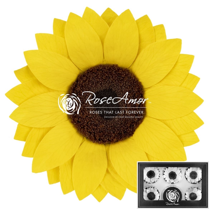 <h4>Sunflower Xl Yel02</h4>